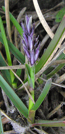 Sesleria caerulea close young