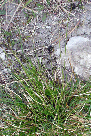 Sesleria caerulea whole