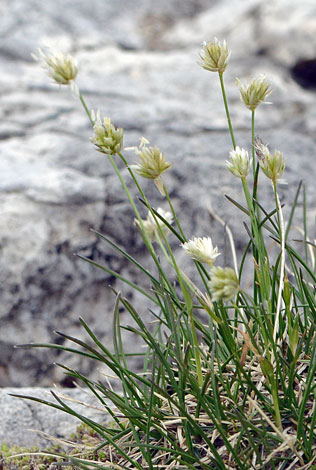 Sesleria leucopcephala close