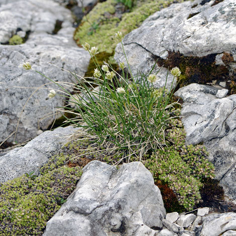 Sesleria leucopcephala whole
