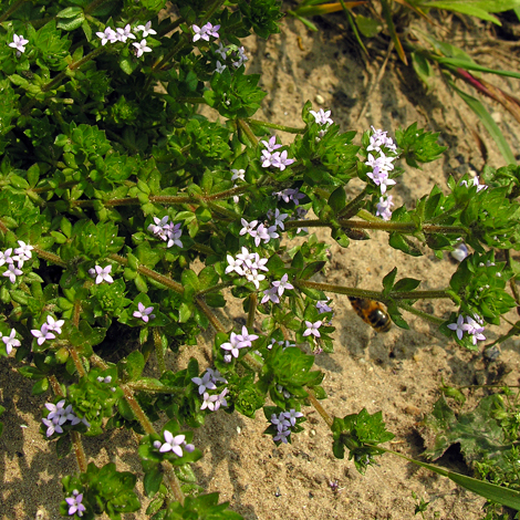 Sherardia arvensis whole