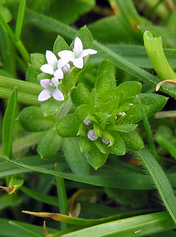 Sherardia arvensis close