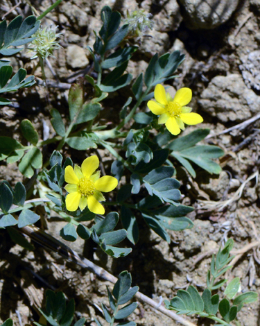 Sibbaldianthe bifurca close