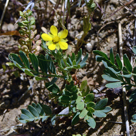 Sibbaldianthe bifurca whole