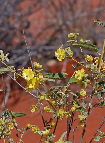 Sida calyxhymenia close