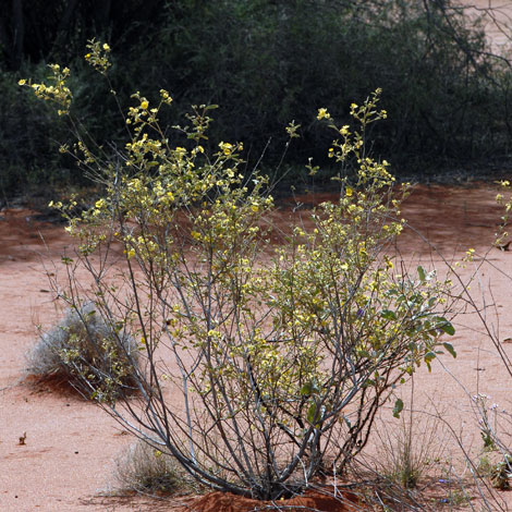 Sida calyxhymenia whole