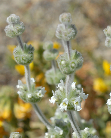 Sideritis hirsuta close