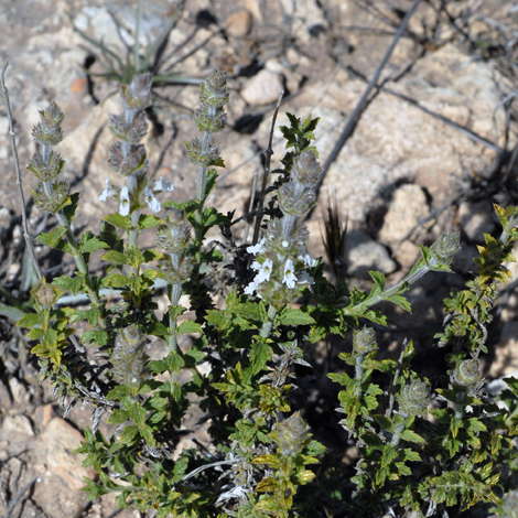 Sideritis hirsuta whole