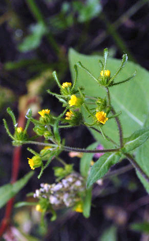 Sigesbeckia serrata close