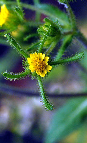 Sigesbeckia serrata flower