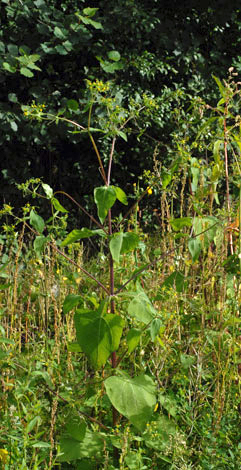 Sigesbeckia serrata whole