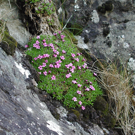 Silene acualis whole