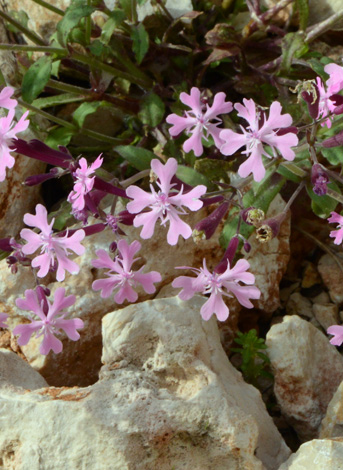 Silene aegyptiaca close