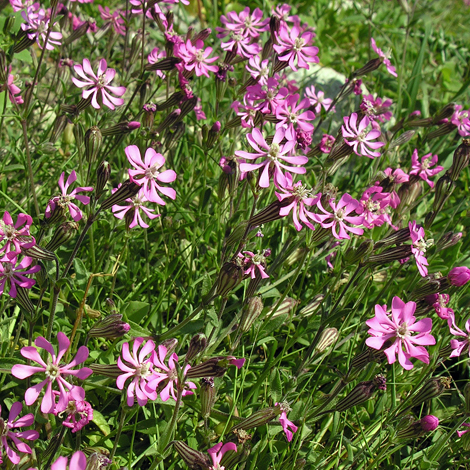 Silene colorata