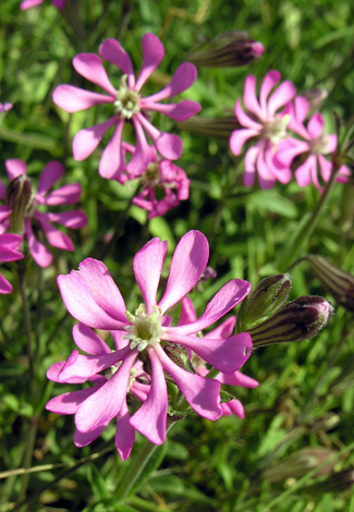 Silene colorata close