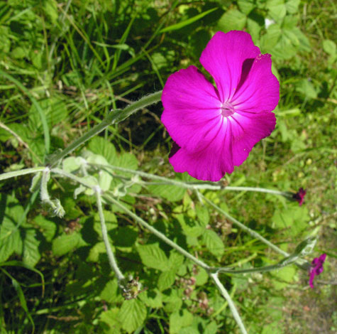 Lychnis coronaria