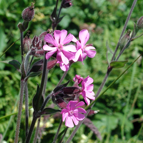 Silene dioica close