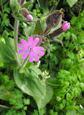 Silene dioica whole