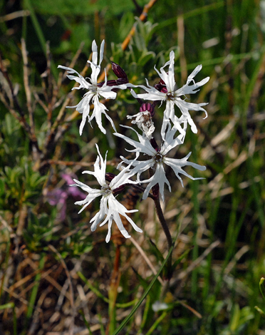 Lychnis flos-cuculi white whole