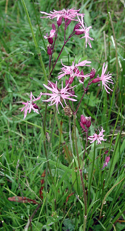 Lycnis flos-cuculi pink whole