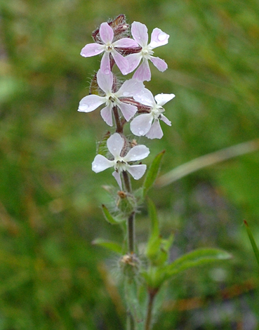 Silene gallica close