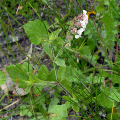Silene gallica whole
