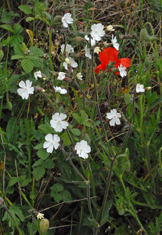 Silene latifolia whole