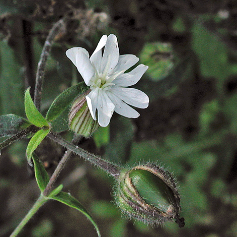 Silene latifolia close