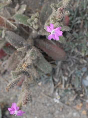 Silene littorea close