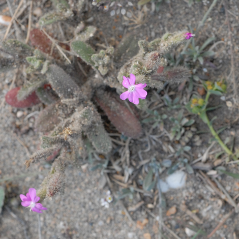 Silene littorea whole