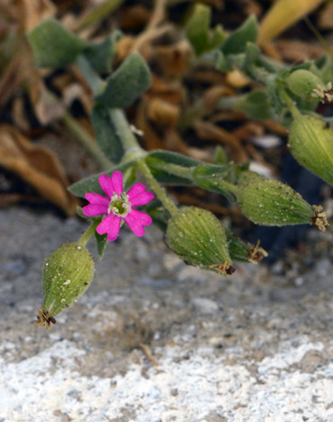 Silene sartorii close