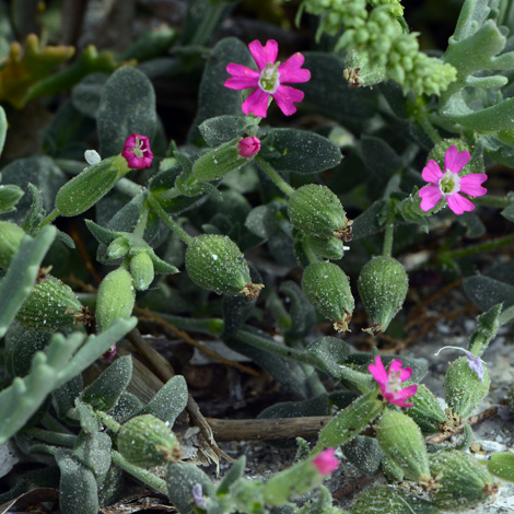 Silene sartorii whole