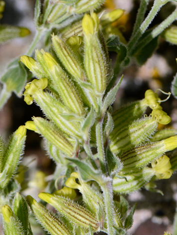 Silene spergularifolia close