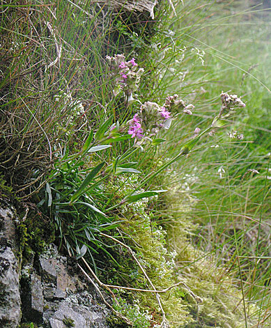 Lychnis alpina