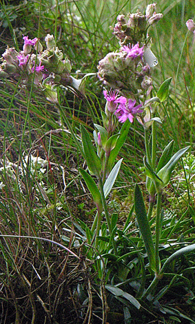 Silene suecica close