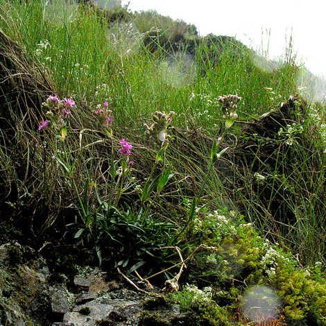 Silene suecica habitat