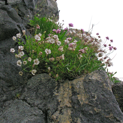 Silene uniflora whole