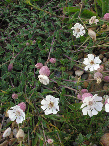 Silene uniflora