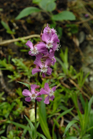 Lychnis viscaria close