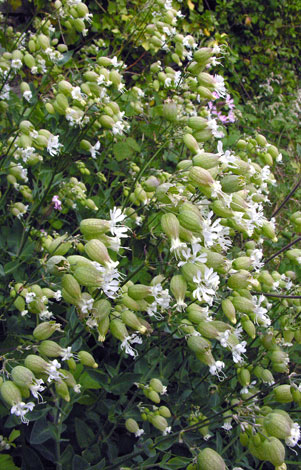 Silene vulgaris ssp vulgaris whole