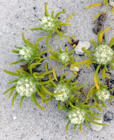 Siloxerus humifusus close