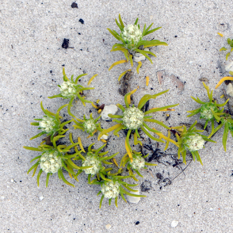 Siloxerus humifusus whole