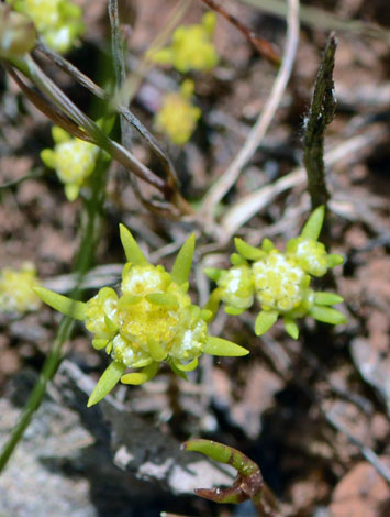 Siloxerus multiflorus