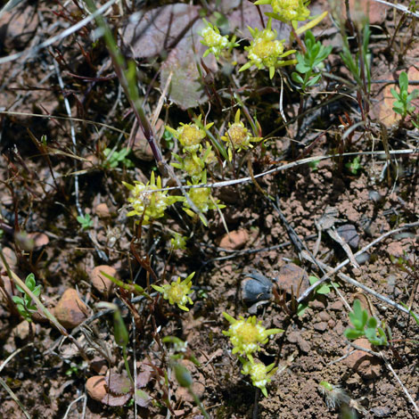 Siloxerus multiflorus