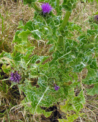 Silybum marianum leaves