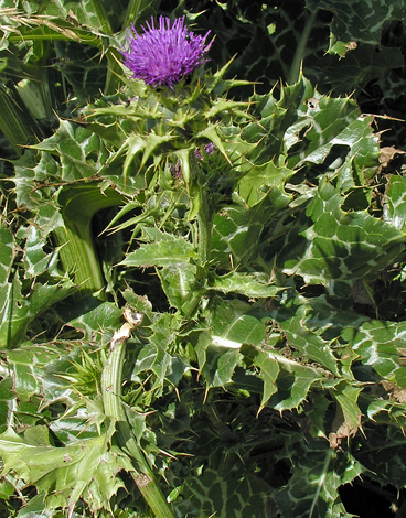 Silybum marianum whole