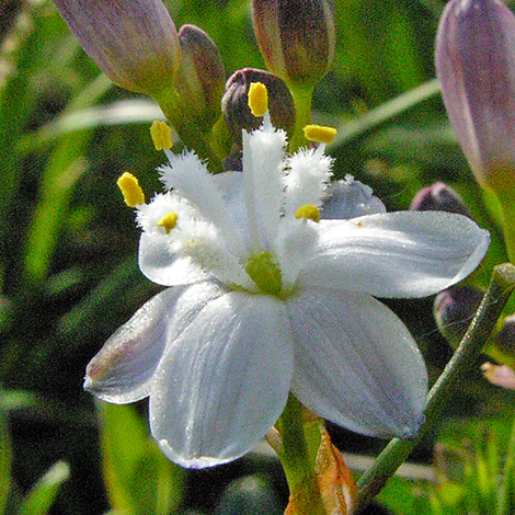 Simethis mattiazzi close