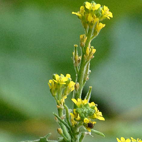 Sisymbrium officinale close