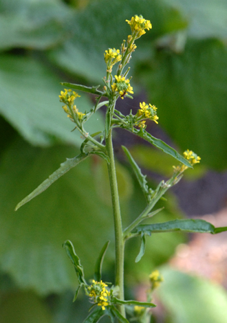 Sisymbrium officinale whole