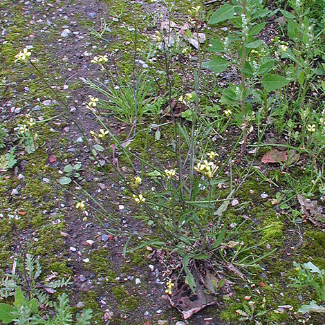 Sisymbrium orientale